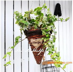 刚竹的韧性大揭秘