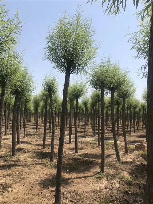 旱柳扎根广，黄河护坡好帮手