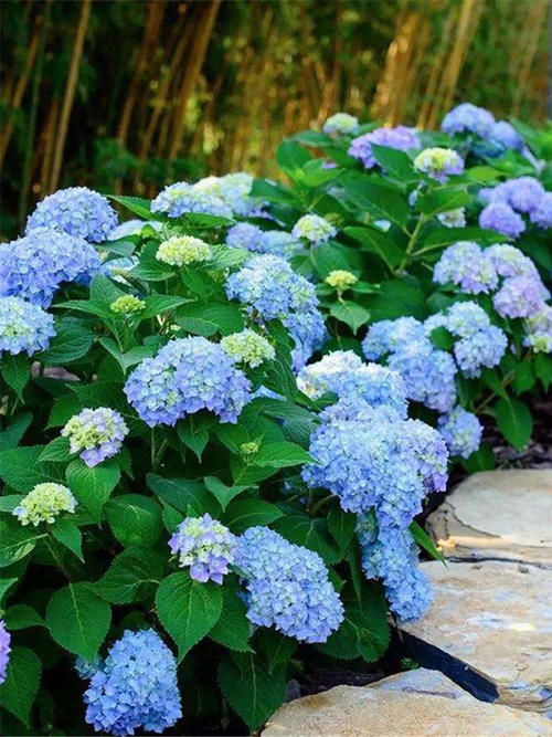 无尽夏：另一种美丽的花