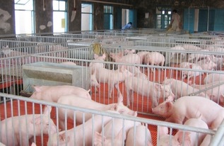 猪饲料中添加了哪些类型的添加剂？