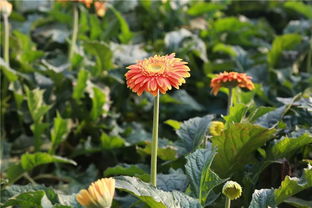 非洲菊的花期之谜