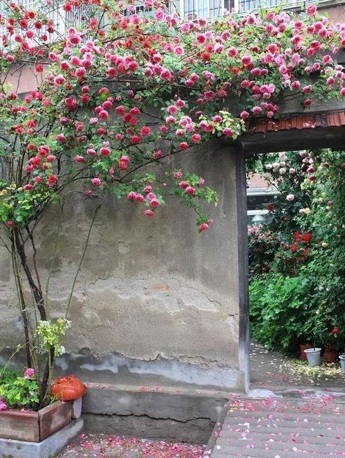 2米高藤本月季6000棵装扮安徽花墙花篱