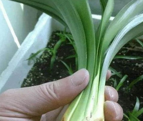 和尚君子兰：新手救星