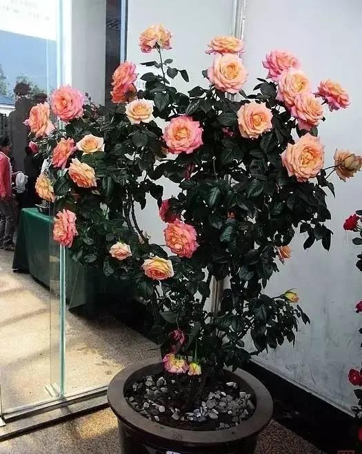 松树盆景养护，你注意到了吗？