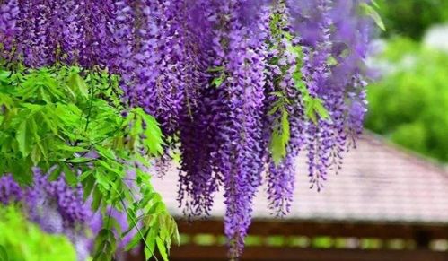 东北户外种植紫藤的小秘密