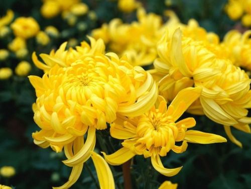 菊花，我国传统名花