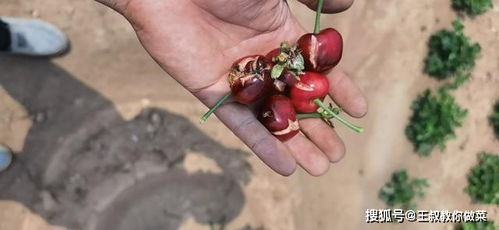 大樱桃农药使用的误区