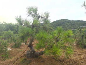 雪松栽植后的喷雾养护