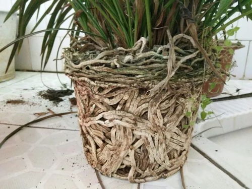 兰花冬天如何保湿最好？