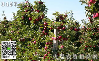 果园种植，除草剂的使用学问大