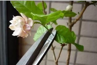 春季修剪， Zui佳时机