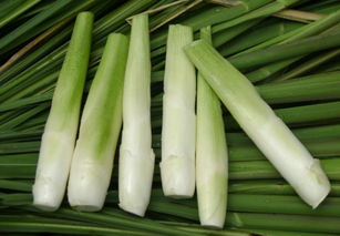 茭白种植的最佳时间是什么时候？不同地区有哪些适宜的种植方法