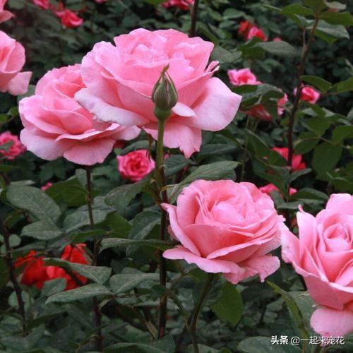 月季浇水时间， 讲究时机Zui重要