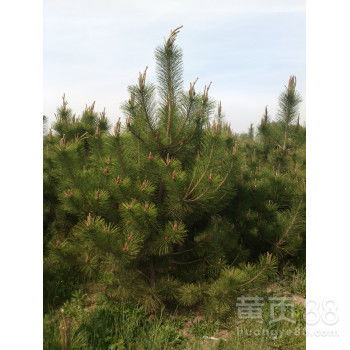 油松的寿命与价值