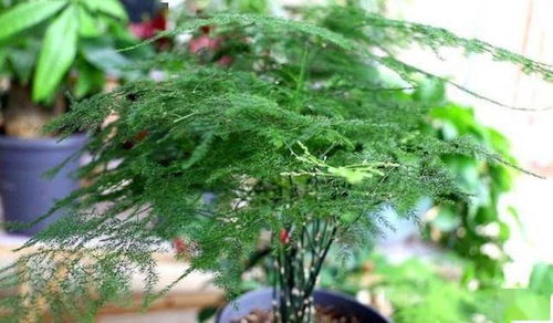 松针土没太阳，如何有效杀虫