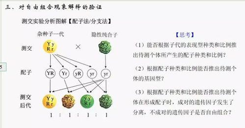 生长激素合成饲料中，哪些成分对动物生长效果最佳？