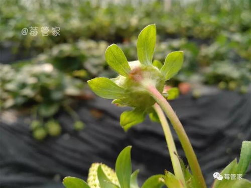 防治草莓灰霉病， 莓农们这么Zuo