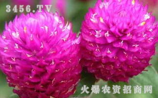 千日红花语（千日红）的花语是什么