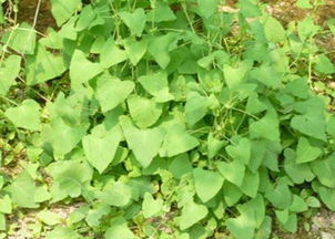 治疗方法，各说各话