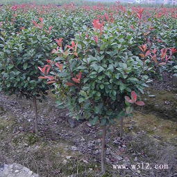 再说说我还是决定自己去找答案