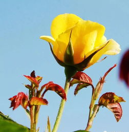 藤本月季与月季蔷薇：花期之谜