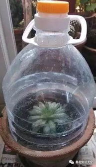 冬天室内花草防冻小窍门