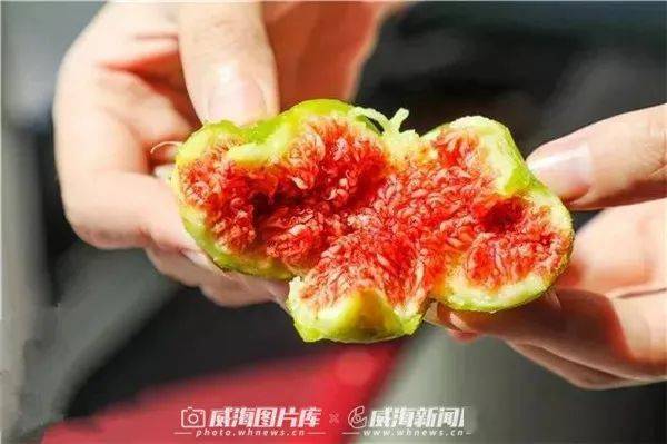 无花果果实类型多样，探究其种类差异及食用特点