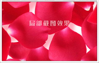 惯与玫瑰花瓣一碰就掉的现象分析