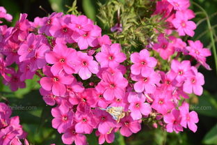 美女樱，角落里的生命力