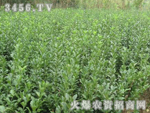 大叶黄杨的园林价值究竟有多牛？揭秘其魅力所在！