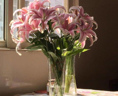 水培百合花如何进行日常养护，有哪些技巧可以保持花朵鲜艳和延长花期