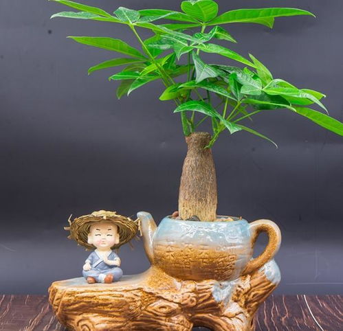 盆栽材质也需考虑因素