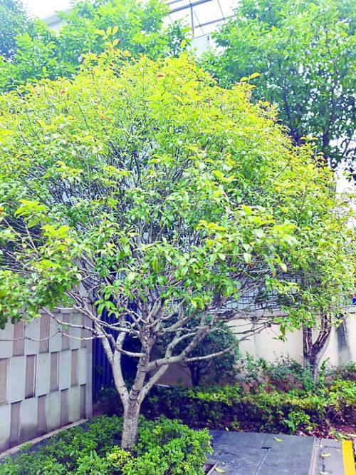 桂花， 国庆期间的花香之源