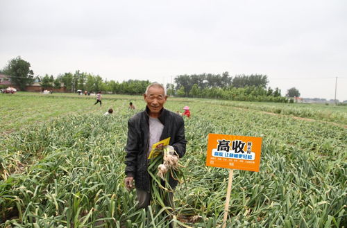 大蒜常见地下害虫种类及防治方法
