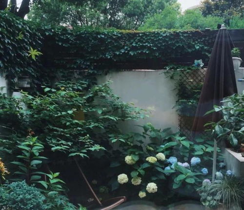 ## 后景层：给院子镶个画框