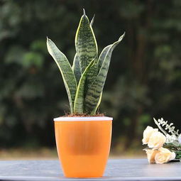 秋冬季节适合养哪些植物？如何养殖并注意什么