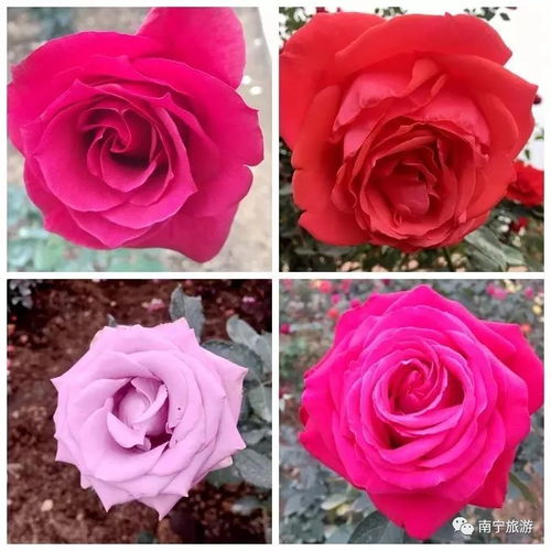 月季花：春天的使者