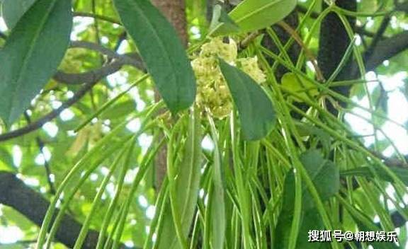 长豆角在什么样的生态环境下生长最好