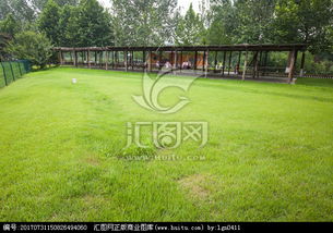 肯塔基蓝草与黑麦草：适合观赏性草坪