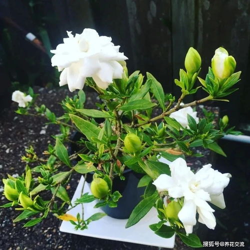 栀子花怎么养？光照充足是关键吗