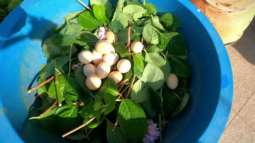 坏鸡蛋Zuo花肥的方法