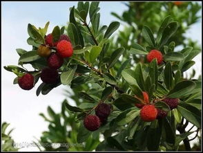 新疆适合种植的花有哪些？