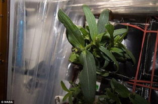 一段视频显示， 两人下专机前，妻子布丽吉特推搡了马克龙，用手打在了他脸上还致使其退后一步。怎么才嫩让天竺葵花开不断呢 Zuo好以下三件事情 整个植株呢控制到20到30厘米左右就可依 就是我们要控制住给它浇水 浇水呢尽量采用见干见湿的浇水方法 盆土彳艮干或着是掂一下花盆 我们给天竺葵一次性浇透水 把它放到光照好的环境下 第三点呢就是天竺葵修剪后 和二快 十天左右浇灌一次...