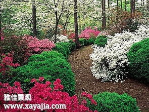 色彩和季相：植物的魔法色彩盘