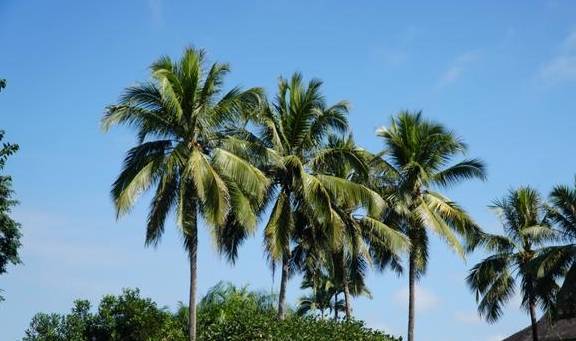 橡胶树，西双版纳的摇钱树