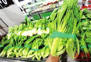 四季芥菜，一年四季皆可种植的绿叶蔬菜
