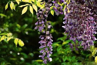 夏季修剪：紫藤的花朵美容术
