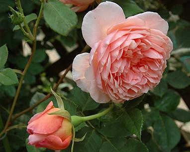 莫里斯：藤本的经典