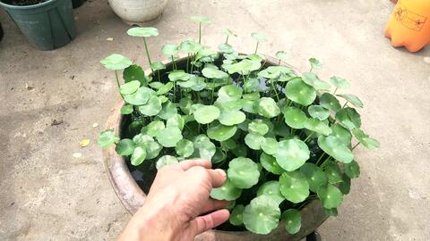 铜钱草根茎水培与土培种植方法详解
