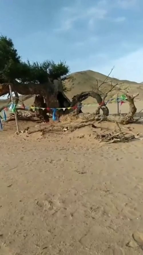 胡杨树爱情寓意是啥？原来它象征着坚贞不渝的陪伴